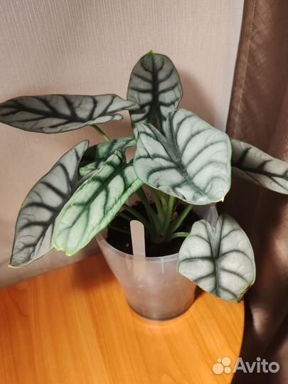 Алоказия сильвер драгон