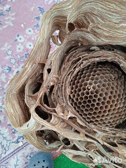 Гнездо шершня