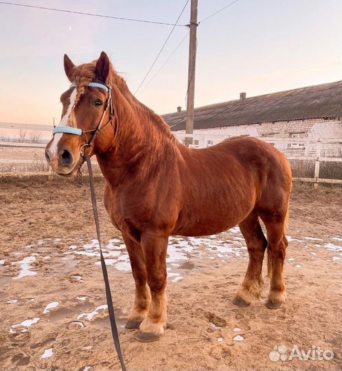 Тяжеловозный жеребец