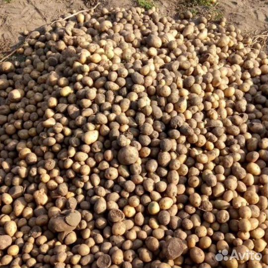 Картофель домашний