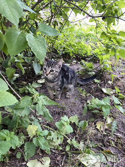 Котенок