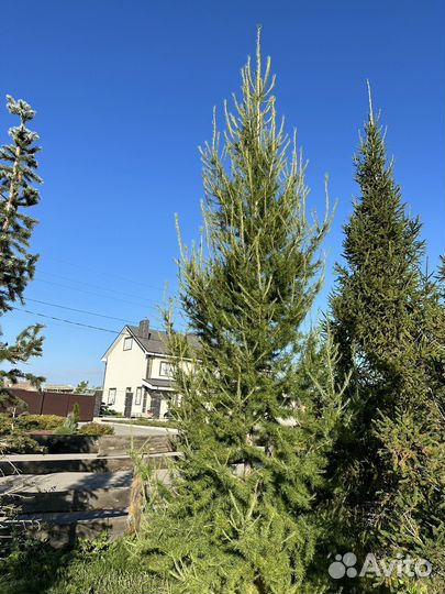 Лиственница