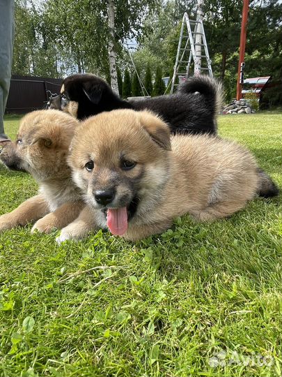 Сиба ину щенки