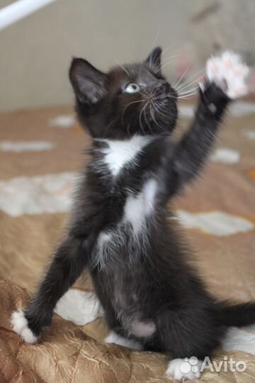 Котик Веня