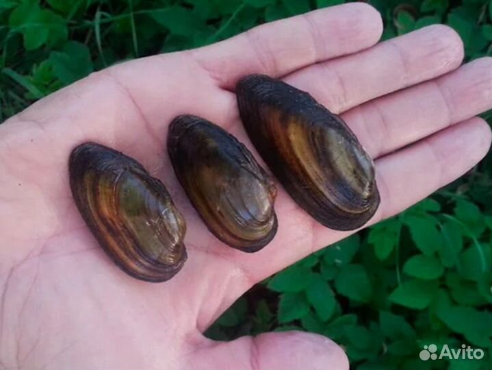 Перловицы в пруд, для пруда