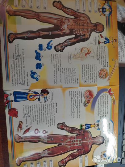 Тело Человека (Белфакс)