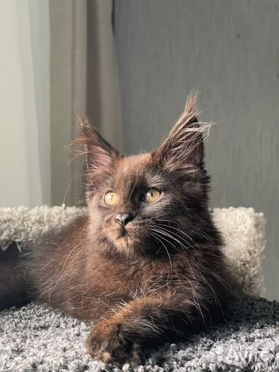 Котята мейн-кун черная девочка