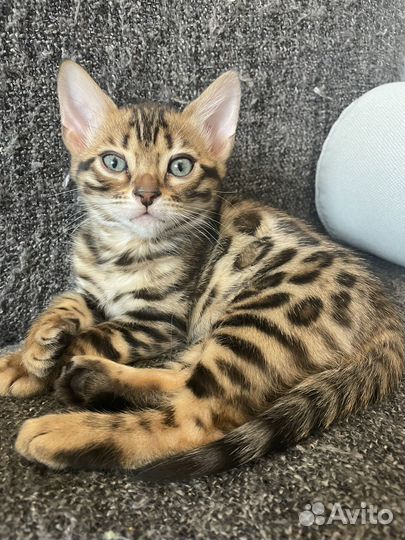 Бенгальская