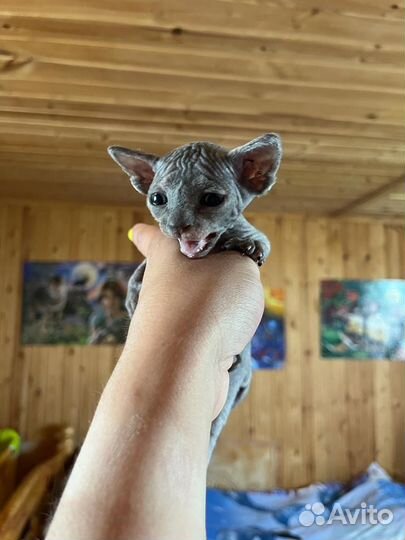 Канадский сфинкс котенок