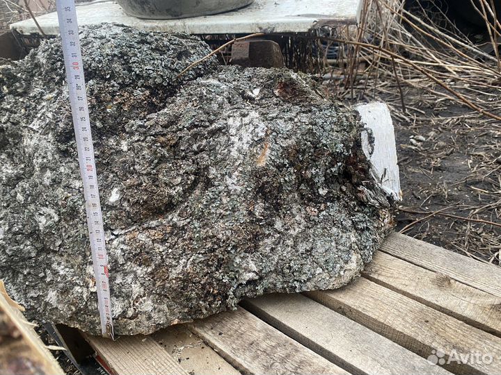 Сувель березовый