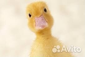 Утки муларды