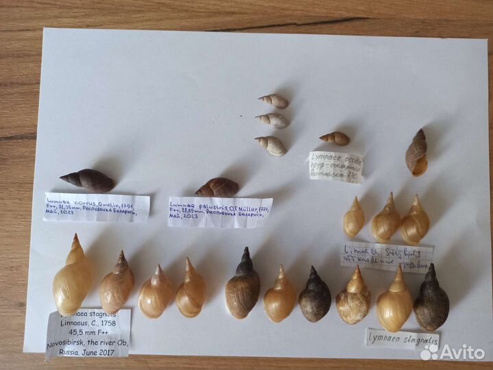 Морские раковины