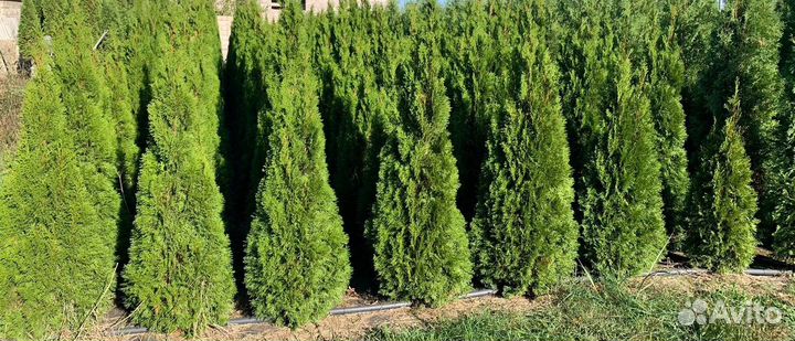 Туи, Колумна, Смарагд