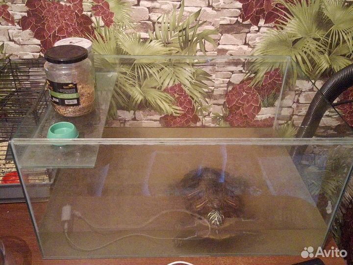 Продам черепаху с аквариумом