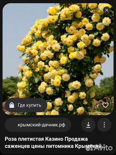 Розы кустовые