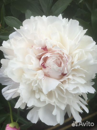 Пионы букет