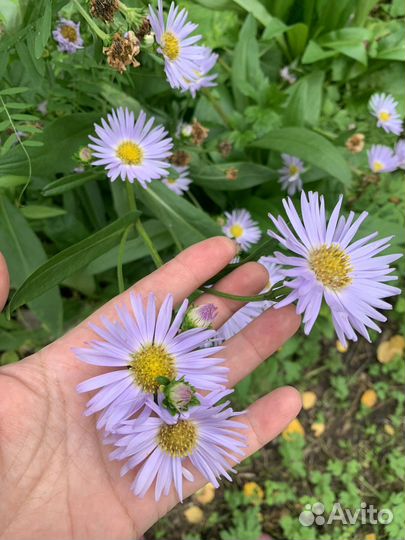 Астра многолетняя и другие саженцы