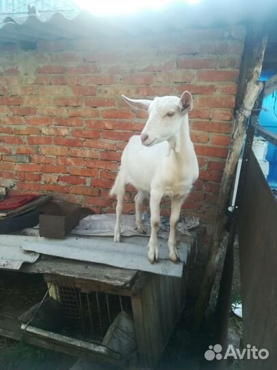 Зааненская коза