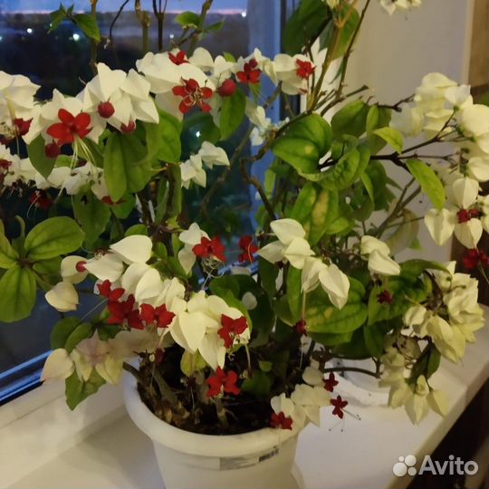 Клеродендрум