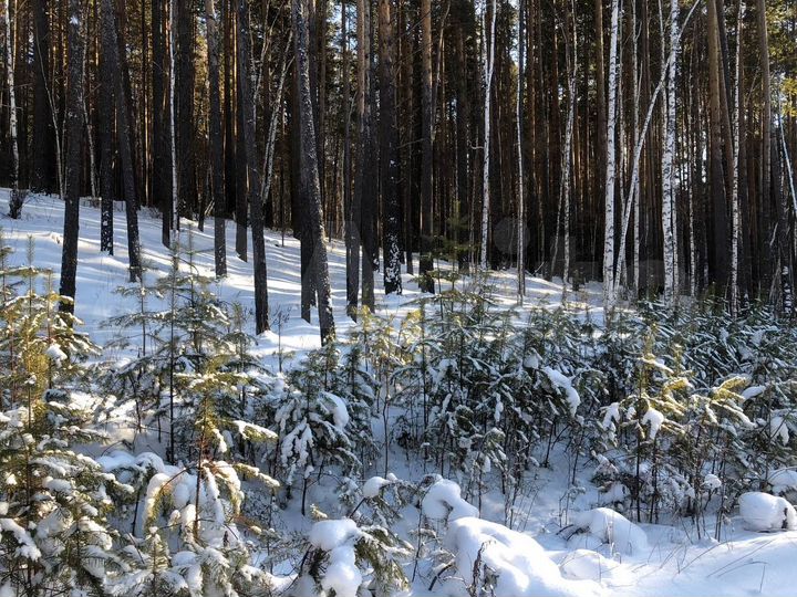 Участок 22 сот. (СНТ, ДНП)