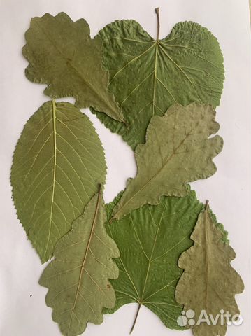 Гербарий листья для поделок постеров