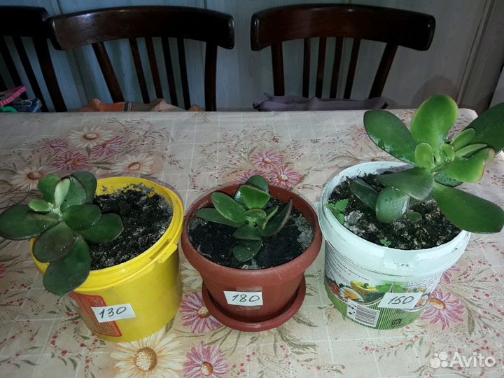 Толстянка денежное дерево