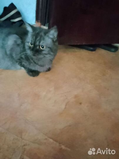 Кошка, котята в дар бесплатно