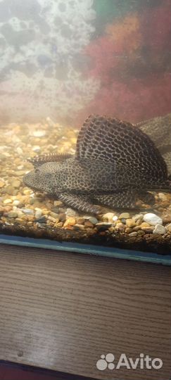 Парчевый сом