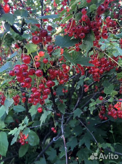 Красная смородина