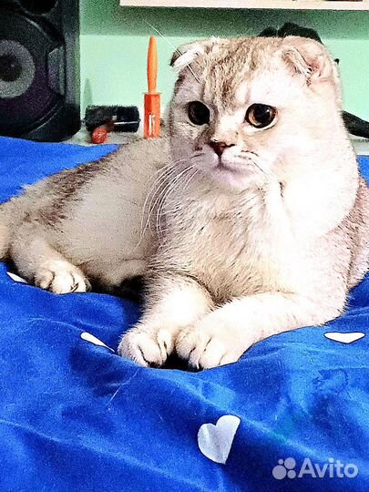 Шотландский кот вязка