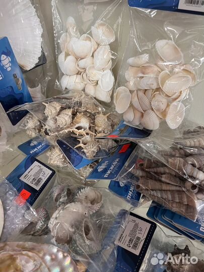 Морские Ракушки Раковины