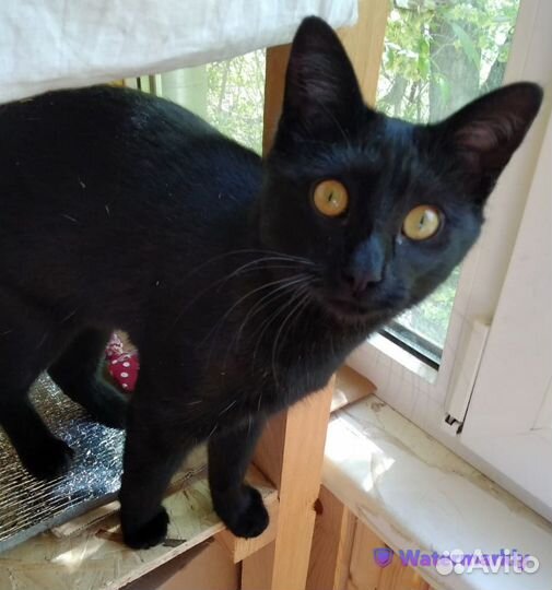 Обалденная девочка Ноэль 1 год ищет передержку дом