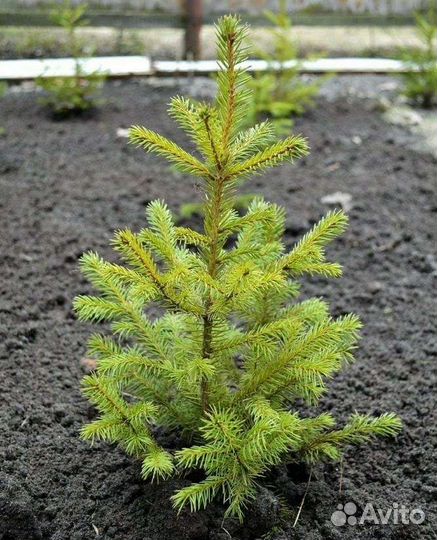 Сосна саженец