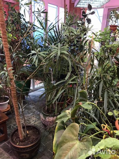 Комнатные цветы