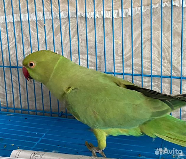 Ожереловый попугай