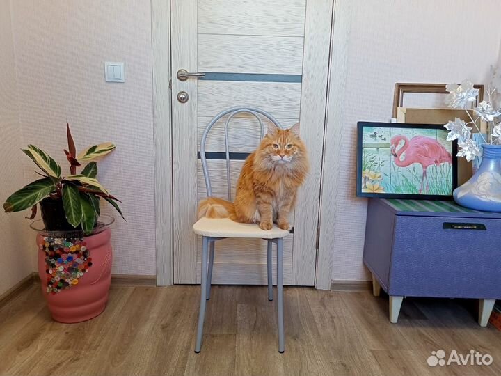 Стулья кухонные новые, с мягкой спинкой