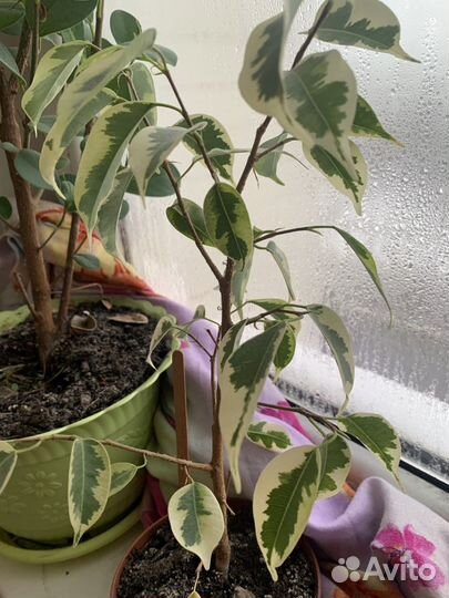 Фикус вариегатный