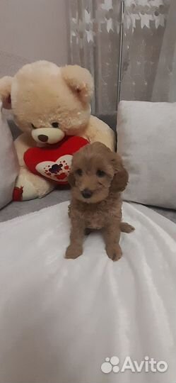 Щенки мальтипу f1 стандарт