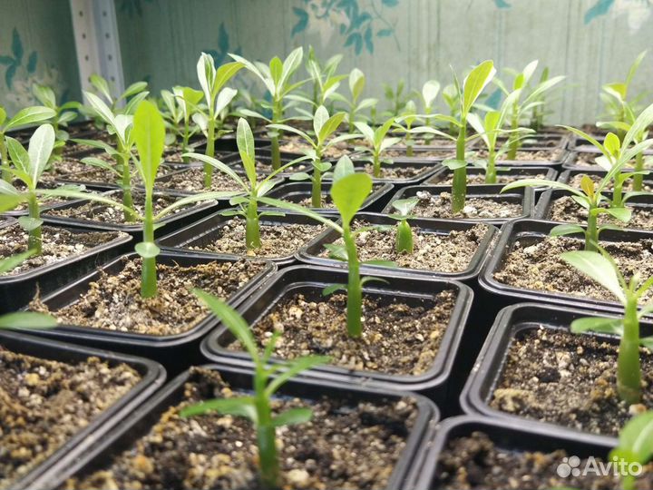 Адениум обессум