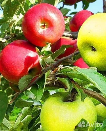 Яблоки и груши