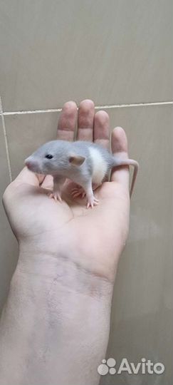 Крысята голубые крысята крысы крысята дамбо