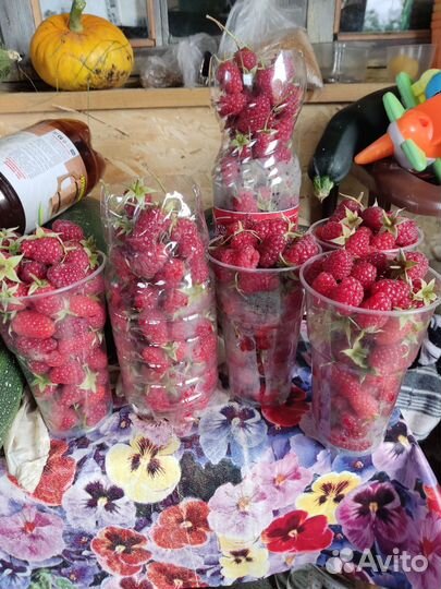 Саженцы ремонтантной малины