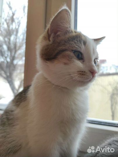 Молодой котик (6 м-в) в дар бесплатно