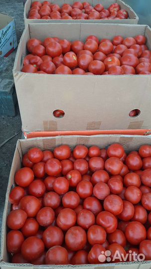 Помидоры оптом