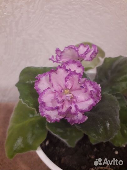 Листики и детки сортовых фиалок