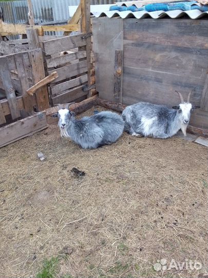 Продам коз