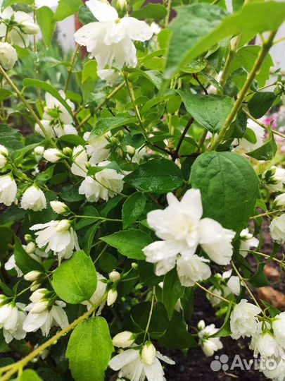 Саженцы махрового жасмина