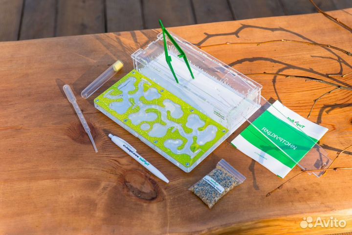 Ферма с муравьями / Формикарий