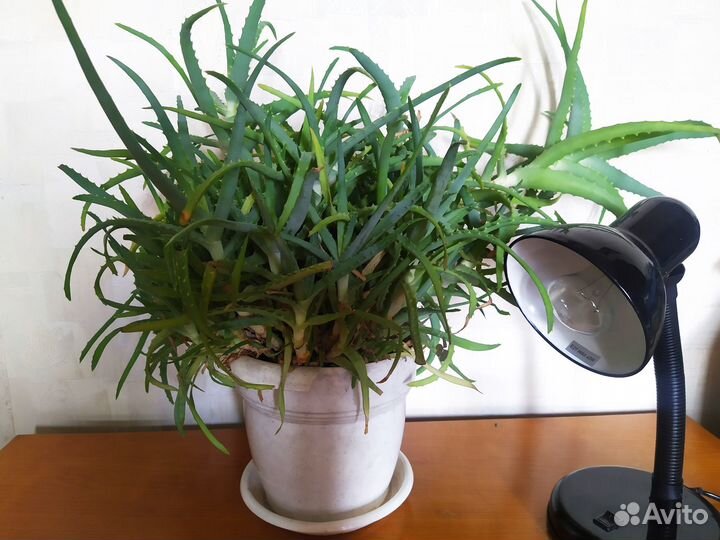 Алоэ столетник целебный