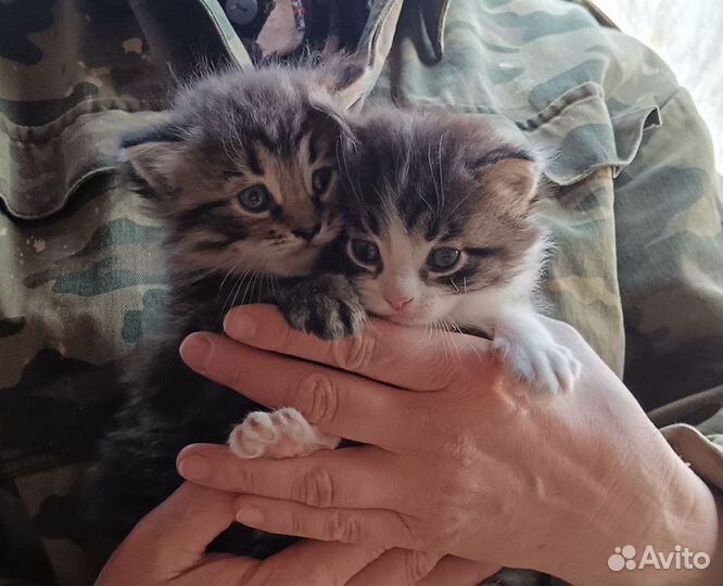 Сибирские котята